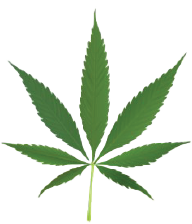 cannabis leaf