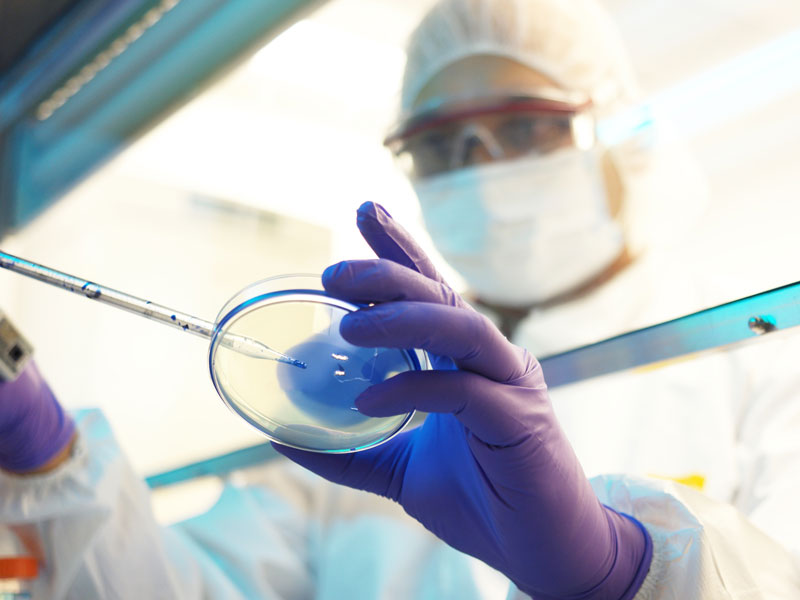 scientist in a clean room holding petri dish